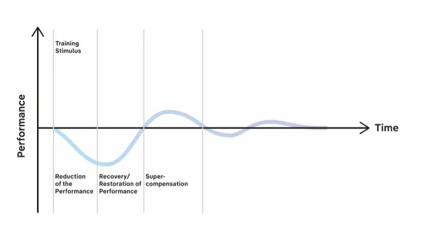 Grafik, die den Superkompensationszyklus zeigt: Nach dem Training sinkt die Leistungsfähigkeit, erholt sich anschließend, steigt kurzzeitig über das ursprüngliche Niveau hinaus und kehrt mit der Zeit wieder zum Ausgangswert zurück.