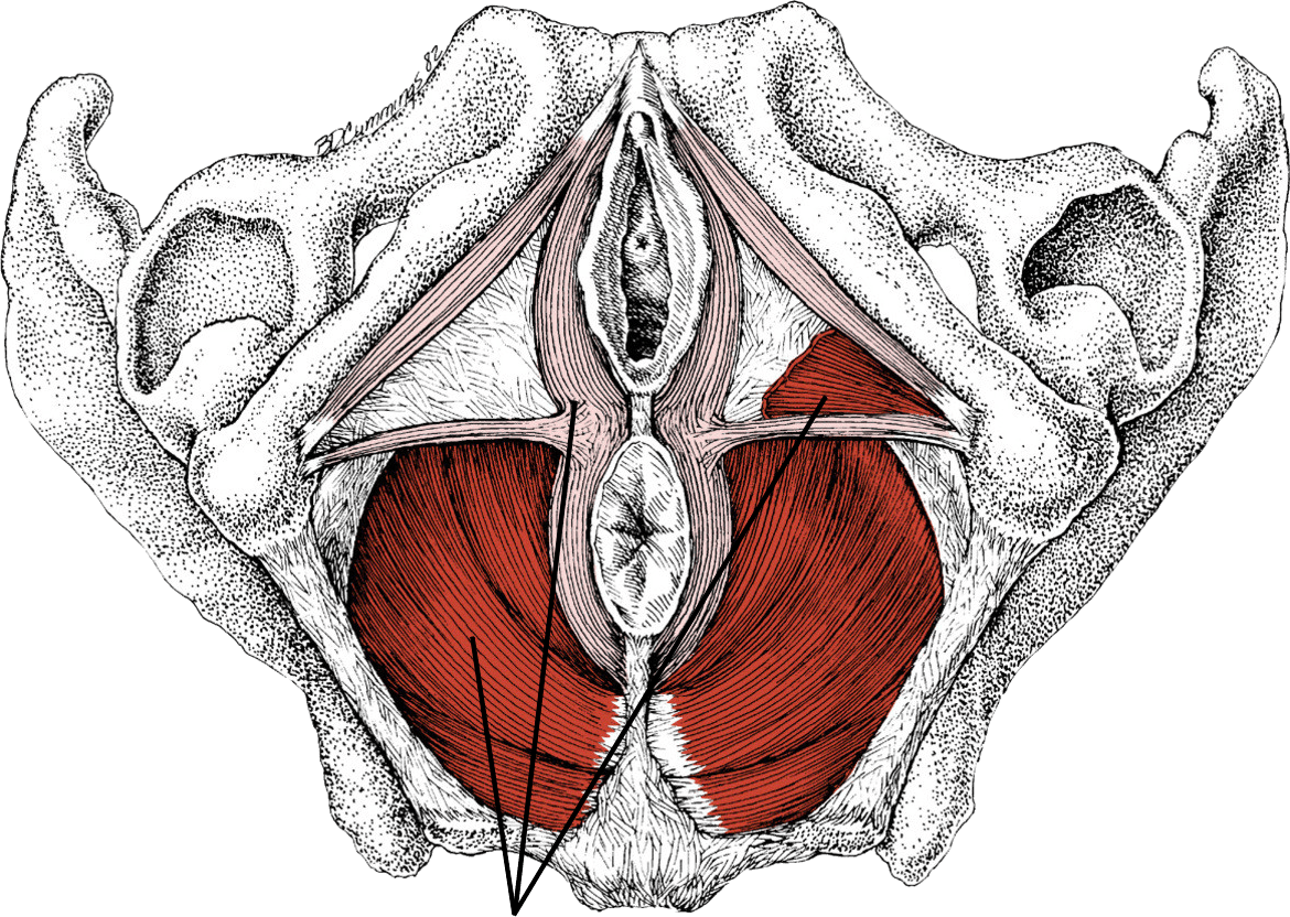 Training the pelvic floor muscles